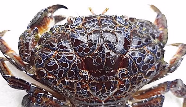 Nhiều vùng biển tại Việt Nam đã ghi nhận các trường hợp tử vong do ăn nhầm cua mặt quỷ. Đáng nói không phải du khách nhầm lần mà chính người dân địa phương thiếu hiểu biết ăn phải loài cua này rồi ngộ độc. Suýt mất mạng vì ăn cua mặt quỷ | VTC Now. Nguồn: Youtube