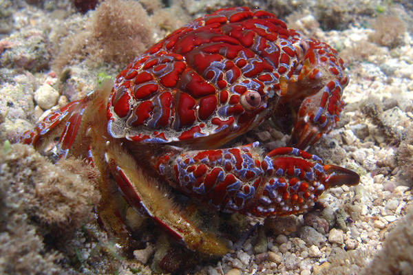 Hiện nay vẫn chưa có thuốc giải độc đặc hiệu cho độc tố Saxitonin trong cua mặt quỷ. Trong trường hợp nghi ngờ đã ăn phải cua mặt quỷ, cần nhanh chóng gọi cấp cứu đồng thời tìm mọi cách để nôn hết thức ăn ra ngoài.