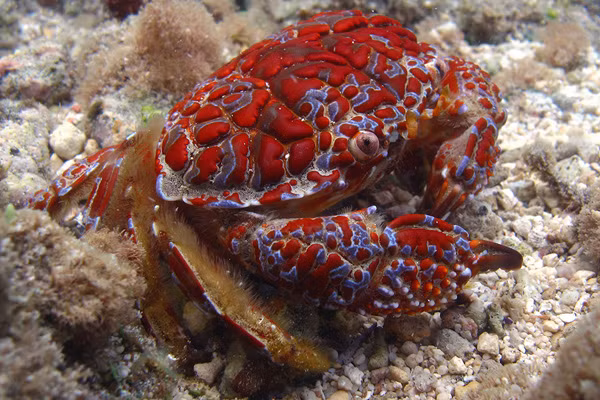 Hiện nay vẫn chưa có thuốc giải độc đặc hiệu cho độc tố Saxitonin trong cua mặt quỷ. Trong trường hợp nghi ngờ đã ăn phải cua mặt quỷ, cần nhanh chóng gọi cấp cứu đồng thời tìm mọi cách để nôn hết thức ăn ra ngoài.