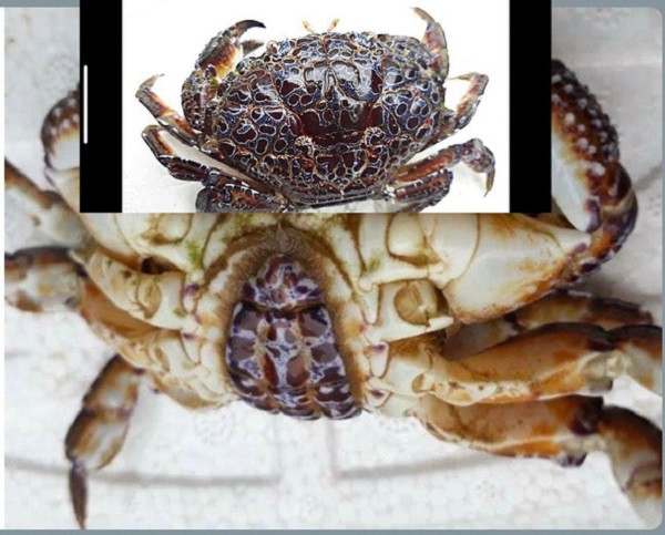 Theo hình ảnh người nhà chụp lại, loài cua lạ mà bệnh nhân ăn có tên khoa học là Zosimus aeneus, hay còn gọi cua mặt quỷ. Sau khi ăn hai càng cua, bệnh nhân bị tê đầu lưỡi, tê tay, chân và rơi vào trạng thái hôn mê.