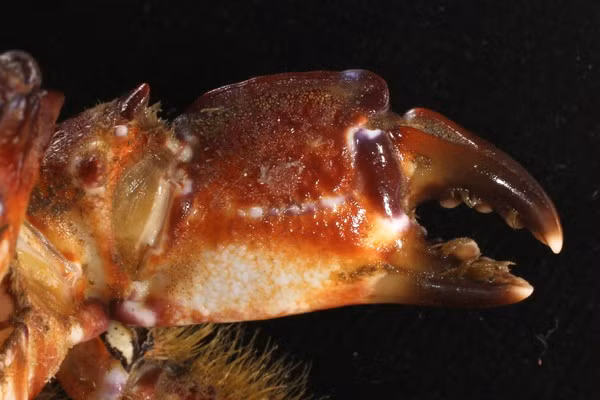 Chất độc rải rác ở phần thịt, trứng và nhiều nhất là trong thịt càng và chân của cua mặt quỷ.