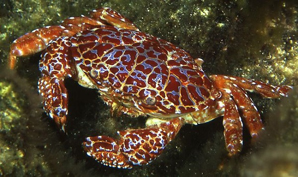 Cua mặt quỷ thường sinh sống tại các rặng san hô từ khu vực Nam Phi đến đảo Hawaii (Mỹ). Còn tại Việt Nam, người ta tìm thấy loài cua này tại vùng biển từ Đà Nẵng đến Bà Rịa - Vũng Tàu.