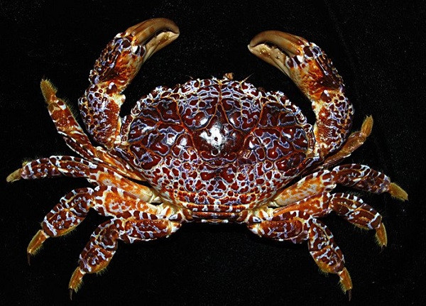 Loài cua này còn được mệnh danh là bậc thầy ngụy trang bởi màu sắc tương đồng với màu san hô biển nên rất khó nhận ra.