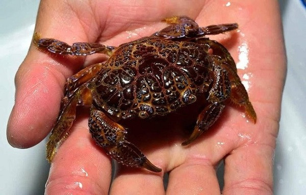 Cua mặt quỷ có đặc điểm nổi bật khá dễ nhận dạng với vỏ màu sắc sặc sỡ, đặc trưng bằng các nốt nâu trên nền nhạt. Phần vỏ ngực rộng nhất khoảng gần 90 mm, dài khoảng 55 mm, kích thước cua nhỏ gọn trong lòng bàn tay.