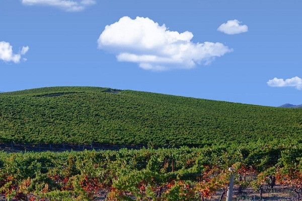 Đến nay đã 20 năm, không ít du khách và nhiếp ảnh gia tò mò tìm đến nơi ''Bliss'' ra đời khi biết câu chuyện về màn hình nền huyền thoại của Windows XP. Dù đã trở thành đồi trồng nho, khung cảnh về cơ bản vẫn không quá khác biệt so với bức ảnh gốc của tác giả Charles.