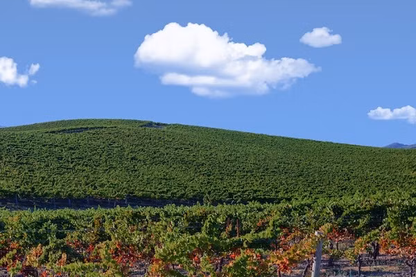 Đến nay đã 20 năm, không ít du khách và nhiếp ảnh gia tò mò tìm đến nơi ''Bliss'' ra đời khi biết câu chuyện về màn hình nền huyền thoại của Windows XP. Dù đã trở thành đồi trồng nho, khung cảnh về cơ bản vẫn không quá khác biệt so với bức ảnh gốc của tác giả Charles.