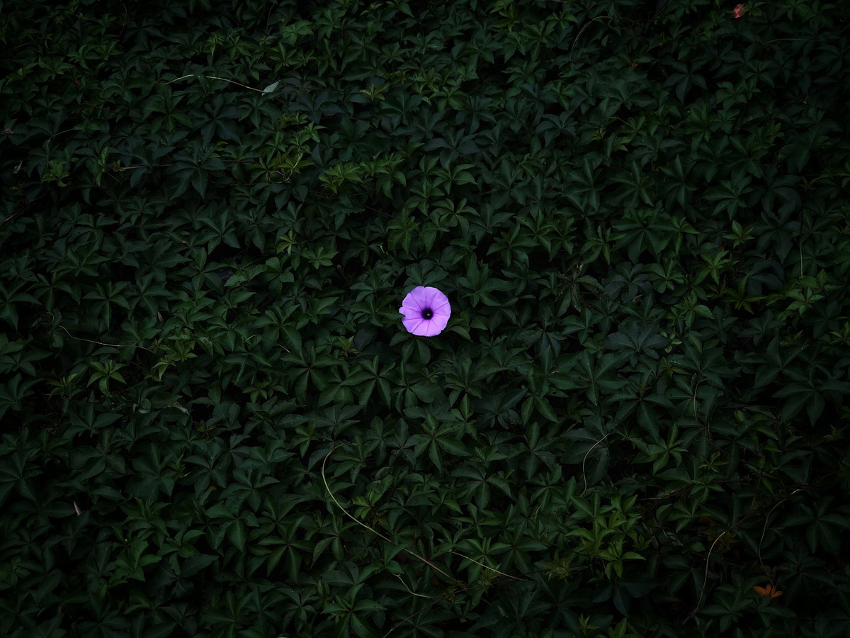 Bức ảnh đoạt giải nhất hạng mục Hoa thuộc về tác giả Peiquan Li.