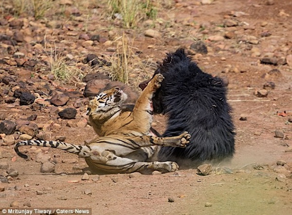 Khi bị đe dọa, gấu lợn sẽ không ngần ngại vùng lên, tấn công đến điên loạn bất kể kẻ địch là ai, kể cả con người.