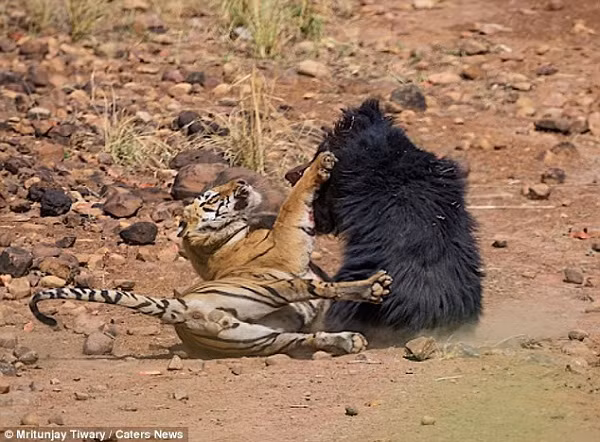 Khi bị đe dọa, gấu lợn sẽ không ngần ngại vùng lên, tấn công đến điên loạn bất kể kẻ địch là ai, kể cả con người.