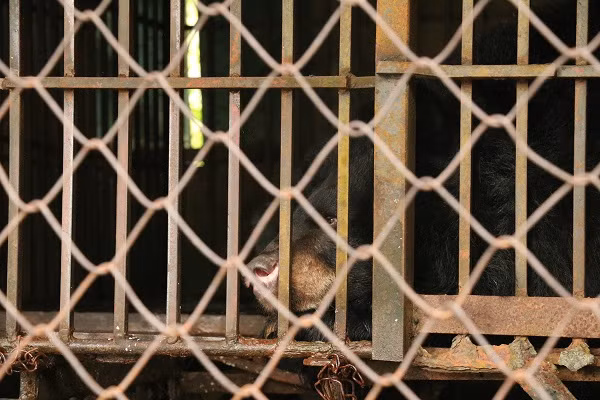 Sáng ngày 12/5/2020, Tổ chức Động vật Châu Á thực hiện cứu hộ hai cá thể gấu ngựa tại một nhà hàng ở Tp. Vĩnh Yên, tỉnh Vĩnh Phúc. Được biết hai chú gấu được chủ nuôi mua và nuôi từ khi là gấu con, đến nay đã được 20 năm tuổi.