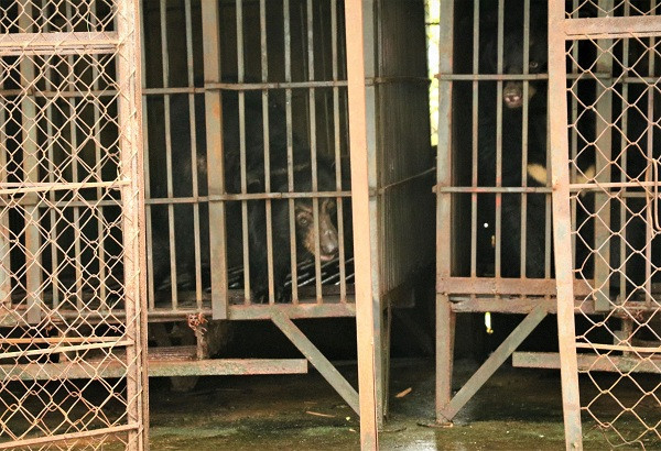 Hai cá thể gấu được nuôi nhốt trong một khu nhà tối xập xệ, có mái che, lồng và cửa lưới sắt. Chủ nuôi chia sẻ đã dừng chích hút mật gấu 3 năm nay, vì rất ám ảnh bởi ánh mắt của chúng, ông quyết định tự nguyện chuyển giao với mong muốn hai gấu được chăm sóc tốt nhất trong suốt phần đời còn lại