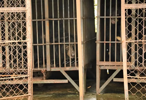 Hai cá thể gấu được nuôi nhốt trong một khu nhà tối xập xệ, có mái che, lồng và cửa lưới sắt. Chủ nuôi chia sẻ đã dừng chích hút mật gấu 3 năm nay, vì rất ám ảnh bởi ánh mắt của chúng, ông quyết định tự nguyện chuyển giao với mong muốn hai gấu được chăm sóc tốt nhất trong suốt phần đời còn lại