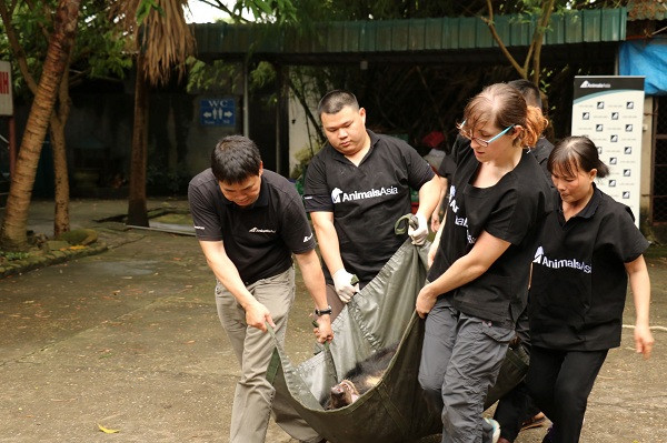 Quá trình cứu hộ và chuyển giao gấu được diễn ra trọn vẹn nhờ sự tích cực hợp tác của các đơn vị Kiểm lâm địa bàn, chủ gấu và người chăm sóc, cũng như thể trạng của gấu.