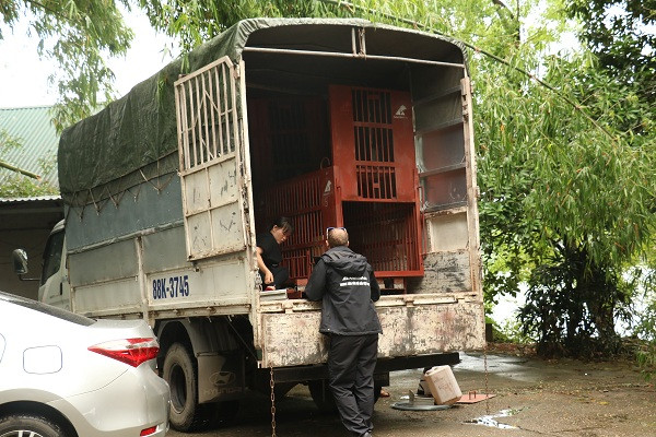 Sau cứu hộ, gấu sẽ trải qua 45 ngày cách ly, được khám sức khoẻ và chữa trị các bệnh tật, thương tổn theo phương án riêng bác sĩ đưa ra cho từng trường hợp. Khi thể trạng gấu đã thực sự ổn định mới tiến hành ghép nhóm và hòa nhập tại các khu bán tự nhiên.