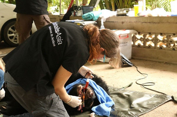 Sau đó tiến hành gây mê, khám sức khoẻ lâm sàng, đánh giá hiện trạng gấu, rồi mới đưa lên lồng vận chuyển.