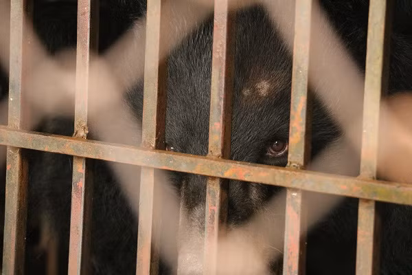 Hai chú gấu ngựa được giải cứu trong tình trạng cơ thể gầy gò, chỉ tặng từ 100-150kg. Ngoài ra gặp các bệnh lý như bị sâu răng và nhiều răng bị hỏng, khớp tổn thương nghiêm trọng, có vấn đề về da và thậm chí mất cả mảng lông.