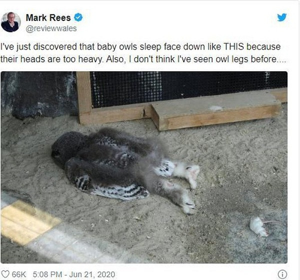 Hình ảnh cho thấy con cú nằm thẳng chân, cánh nép dọc cơ thể và mặt úp xuống đất ngủ ngon lành. Cảnh tượng hài hước khiến nhiều người lầm tưởng đây là sản phẩm của photoshop, có người đùa rằng chú cú này ''về nhà trong tình trạng say xỉn''.