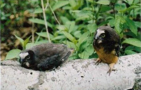 Tuy nhiên những con cú con phát triển cơ thể chưa hoàn chỉnh, vì vậy chúng gặp khó khăn khi phải vật lộn để giữ cái đầu quá nặng của mình đến mức...nằm luôn xuống để ngủ.