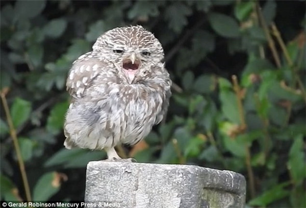 Những giấc ngủ của cú con khá ngắn và không thích bị đánh thức, thậm chí chúng còn ngủ đến mức không cần ăn.