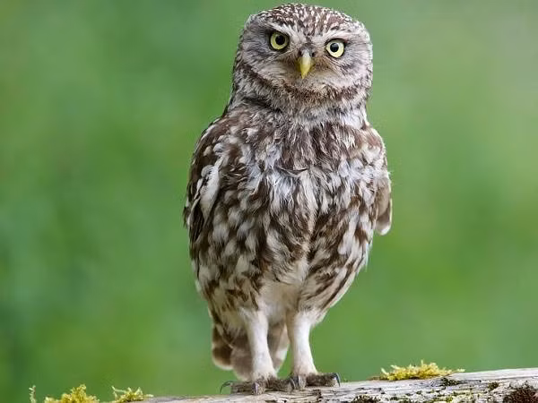 Bài viết nghiên cứu của Hiệp hội Audubon quốc gia, tổ chức môi trường phi lợi nhuận tập trung vào nỗ lực bảo tồn sinh vật cho hay, những con cú con thường nằm úp bụng, đầu nghiêng một bên khi ngủ.