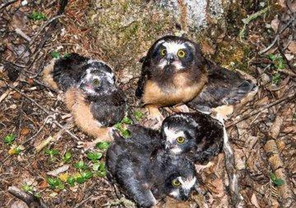 Một số tài khoản uy tín khác cũng đăng tải thêm hình ảnh những con cú con khi mới sinh với cái đầu quá nặng phải nằm úp bụng khi ngủ để chứng minh hiện tượng này là hết sức bình thường.