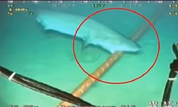 Theo Phó chủ tịch công ty nghiên cứu TeleGeography Tim Stronge, nguyên nhân lớn thứ hai là các thảm họa tự nhiên, đôi khi là động đất hoặc hiện tượng cát trượt dưới lòng đại dương. Và một phần lý do khác là so bản tính tò mò của những con cá mập dưới đại dương.