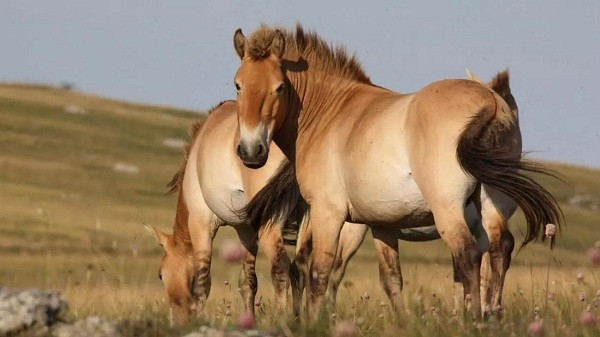 Số lượng ngựa ở Mông Cổ còn nhiều hơn cả số dân, và loài ngựa chiếm một vị trí vô cùng quan trọng trong văn hóa ở Mông Cổ. Người dân nơi đây coi loài ngựa như là bạn đồng hành trong suốt cả ngày lẫn đêm, là niềm vui và cũng là sự tự hào của họ.