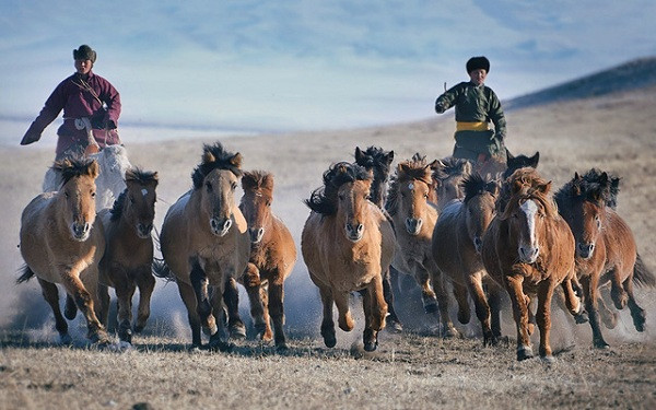 Nhìn thì thấy ngựa Mông Cổ có thân hình nhỏ bé, chiều cao thấp chỉ khoảng 1,4m, toàn thân có màu nâu đỏ hoặc nâu sẫm, lông đuôi và bờm rất mượt. Tuy nhiên điểu đặc biệt ở giống ngựa này là chúng lại có sức mạnh bền bỉ và có thể chịu đựng được những hành trình dài.