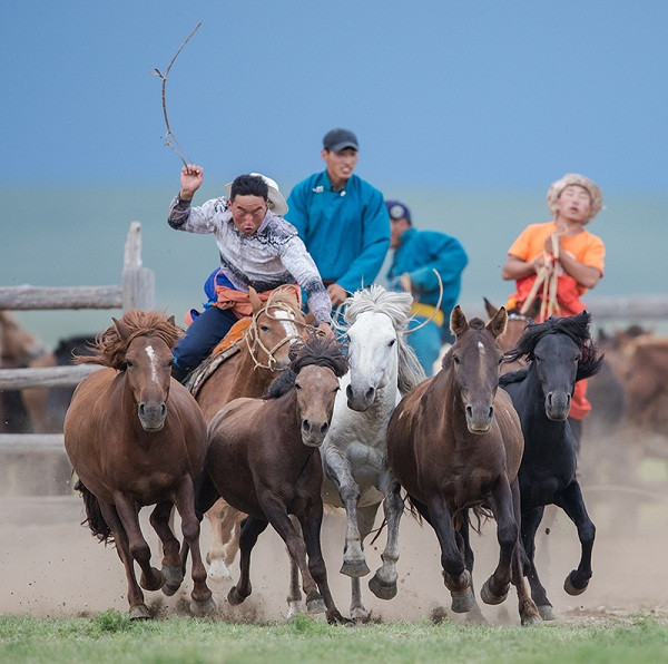 Việc lực lượng Cảnh sát Cơ động sử dụng giống ngựa Mông Cổ là hợp lý, thích hợp với thể trạng người châu Á, khí hậu của Việt Nam và có khả năng cơ động tốt ở nhiều địa hình khó khăn. Cảnh sát cơ động kỵ binh lần đầu ra mắt | VTC Now. Nguồn: Youtube