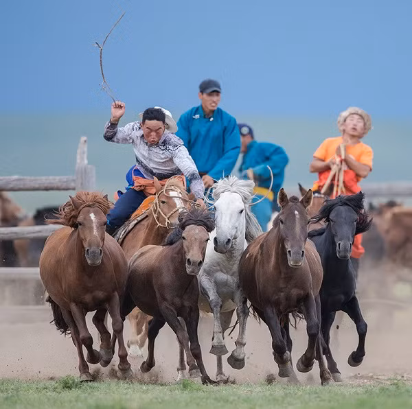 Việc lực lượng Cảnh sát Cơ động sử dụng giống ngựa Mông Cổ là hợp lý, thích hợp với thể trạng người châu Á, khí hậu của Việt Nam và có khả năng cơ động tốt ở nhiều địa hình khó khăn. Cảnh sát cơ động kỵ binh lần đầu ra mắt | VTC Now. Nguồn: Youtube