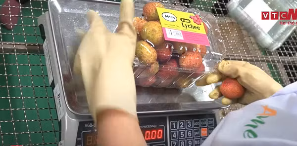 Năm 2020, toàn tỉnh Hải Dương có 9.750 ha vải thiều, trong đó huyện Thanh Hà có 3.600 ha, TP. Chí Linh 3.900 ha, số còn lại ở các địa phương khác. Các mẫu quả vải trong vùng xuất khẩu do Chi cục Bảo vệ thực vật tỉnh và các doanh nghiệp mang đi phân tích, đánh giá trước khi xuất khẩu đều bảo đảm tiêu chuẩn.