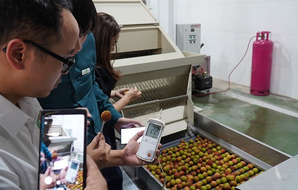 Lúc này những quả vải tươi ngon sẽ được đưa vào tráng rửa lại một lần nữa và sục khí để loại bỏ hoàn toàn bụi bẩn, hóa chất.