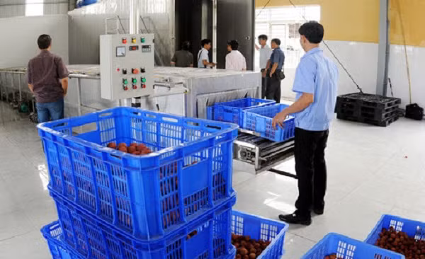 Cuối cùng bảo quản trong kho lạnh trước khi đưa sang nước ngoài.