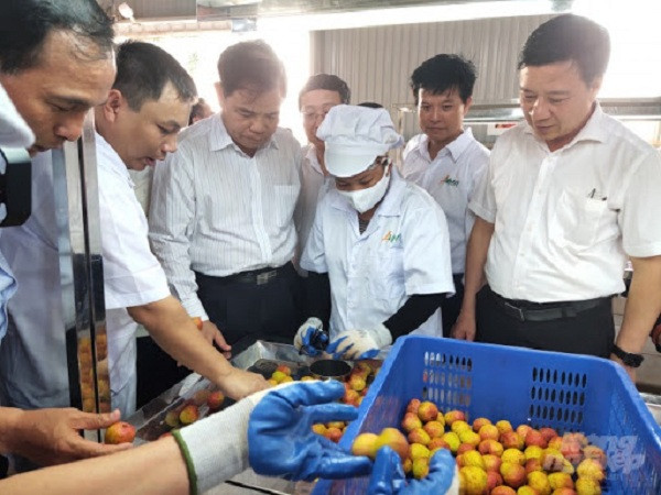 Vải thiều Việt Nam xuất khẩu quốc tế phải đạt tiêu chuẩn về vệ sinh an toàn thực phẩm, dư lượng hóa chất không vượt mức cho phép. Ngoài ra màu sắc và chất lượng vải cũng cần "đạt chuẩn".