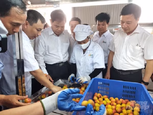 Vải thiều Việt Nam xuất khẩu quốc tế phải đạt tiêu chuẩn về vệ sinh an toàn thực phẩm, dư lượng hóa chất không vượt mức cho phép. Ngoài ra màu sắc và chất lượng vải cũng cần "đạt chuẩn".