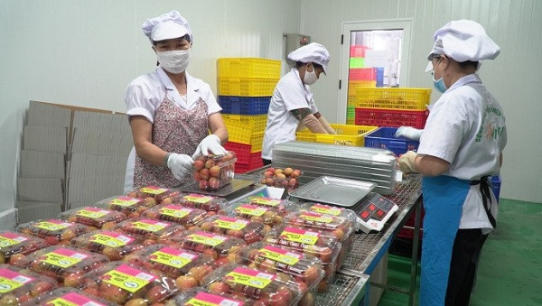 Ở công đoạn này những quả vải không đạt tiêu chuẩn "xuất ngoại" sẽ tiếp tục được loại bỏ.