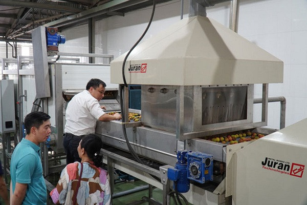 Vải đủ tiêu chuẩn được đưa vào bể ngâm rửa lạnh. Những quả to, tươi, màu sắc đẹp sẽ được giữ lại để đưa vào quy trình tiếp theo, loại bỏ những quả nhỏ, chưa phát triển hay sâu đầu, sâu cuống.