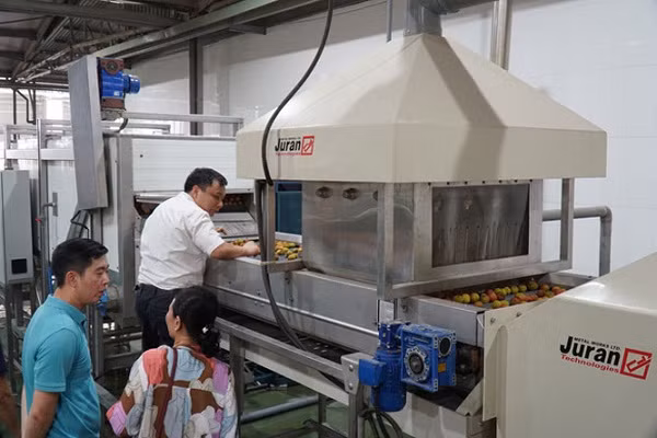 Vải đủ tiêu chuẩn được đưa vào bể ngâm rửa lạnh. Những quả to, tươi, màu sắc đẹp sẽ được giữ lại để đưa vào quy trình tiếp theo, loại bỏ những quả nhỏ, chưa phát triển hay sâu đầu, sâu cuống.