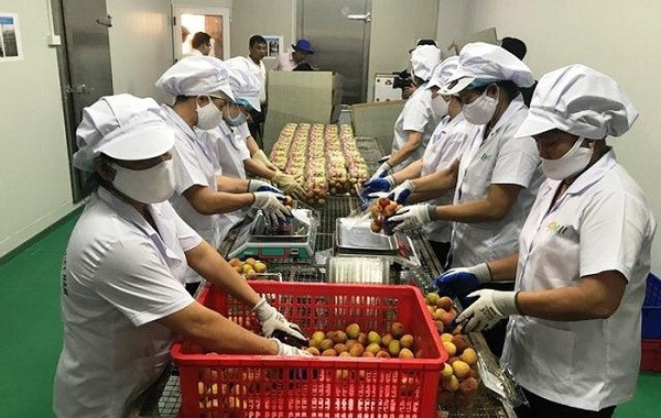 Vải được đưa vào làm khô và bắt đầu vào quy trình đóng gói trong các hộp nhựa.