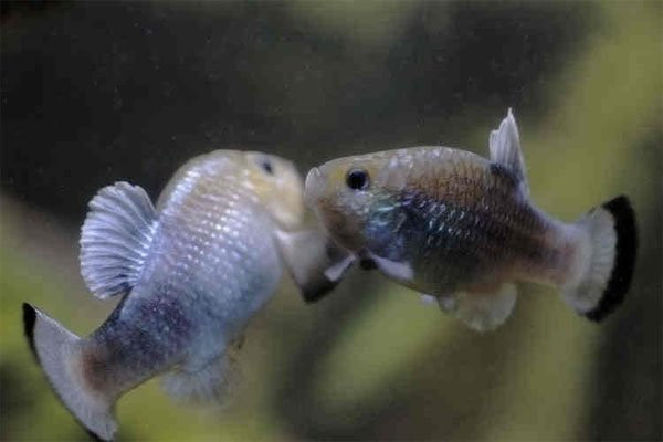Cá pupfish sống ở châu Mỹ, vùng Caribe có khả năng thích nghi và sống trong điều kiện môi trường khắc nghiệt, cũng là một trong những loài chịu nóng giỏi nhất