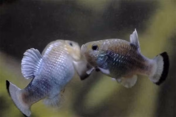 Cá pupfish sống ở châu Mỹ, vùng Caribe có khả năng thích nghi và sống trong điều kiện môi trường khắc nghiệt, cũng là một trong những loài chịu nóng giỏi nhất