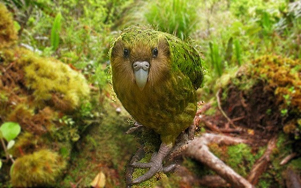 Một loài động vật khác tại Australia có thể sống trong môi trường nhiệt độ cao là loài vẹt đêm (night parrot). Chúng khá nhút nhát, chỉ đi ra ngoài kiếm ăn vào ban đêm và ẩn nấp trong các tán cây vào ban ngày để tránh nóng.