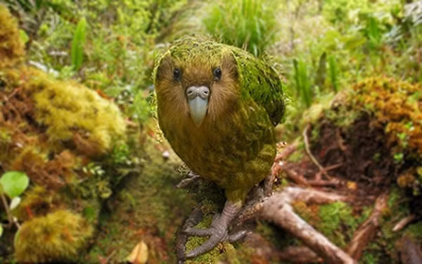 Một loài động vật khác tại Australia có thể sống trong môi trường nhiệt độ cao là loài vẹt đêm (night parrot). Chúng khá nhút nhát, chỉ đi ra ngoài kiếm ăn vào ban đêm và ẩn nấp trong các tán cây vào ban ngày để tránh nóng.