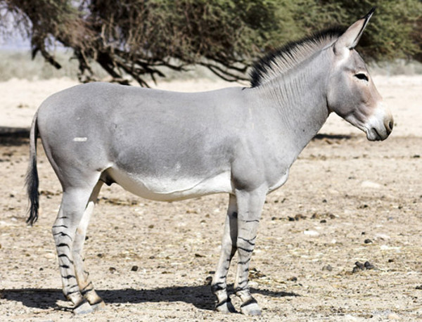 Nhiệt độ tại khu vực Dallol, phía bắc Ethiopia, thường đạt mức 48,8 độ C vào mùa hè. Nhưng điểm nóng này vẫn có khoảng 400 con lừa hoang châu Phi sinh sống.