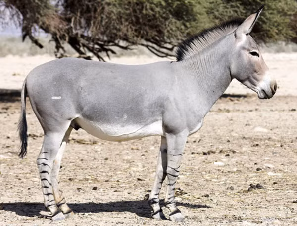 Nhiệt độ tại khu vực Dallol, phía bắc Ethiopia, thường đạt mức 48,8 độ C vào mùa hè. Nhưng điểm nóng này vẫn có khoảng 400 con lừa hoang châu Phi sinh sống.