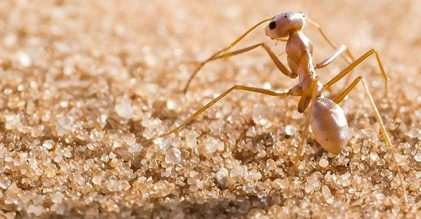 Loài kiến này sở hữu bộ lông bóng bảy - thứ có thể gây ra sự phản xạ nội toàn (phản xạ hoàn toàn) ánh sáng như một lăng kính, một kỹ thuật cũng được sự dụng trong sợi quang học nhân tạo. Chúng có thể phản xạ ánh sáng gấp 10 lần so với những con đã cạo lông, và có thể giữ cơ thể mát hơn đến 2 độ C dưới ánh Mặt trời mô phỏng.