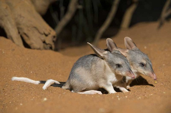 Nhà sinh vật học tại Đại học Charles Darwin, Australia, cho biết chuột greater bilby có thể tránh nhiệt độ quá cao bằng cách xây dựng và trú ẩn trong hệ thống hang động phức tạp dưới mặt đất. Chúng đào các hang xoắn ốc bằng chân và móng vuốt.