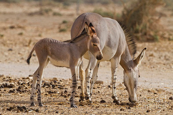 Để thích nghi với thời tiết khắc nghiệt loài lừa này có quá trình trao đổi chất linh hoạt và khả năng uống nhiều nước trong thời gian ngắn. Lừa hoang châu Phi cũng không cần nhiều nước giống như vật nuôi ở trang trại như cừu và dê.