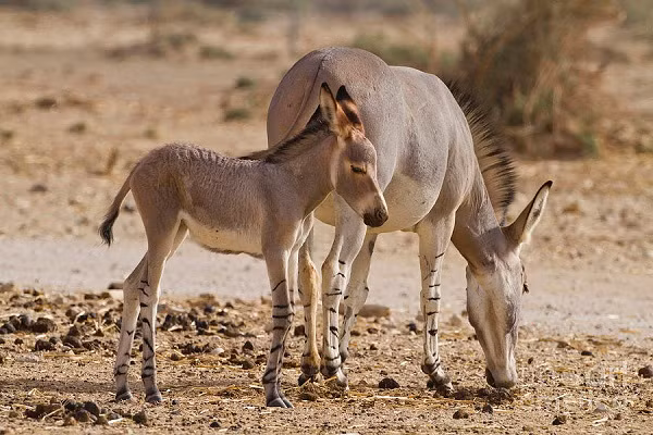 Để thích nghi với thời tiết khắc nghiệt loài lừa này có quá trình trao đổi chất linh hoạt và khả năng uống nhiều nước trong thời gian ngắn. Lừa hoang châu Phi cũng không cần nhiều nước giống như vật nuôi ở trang trại như cừu và dê.