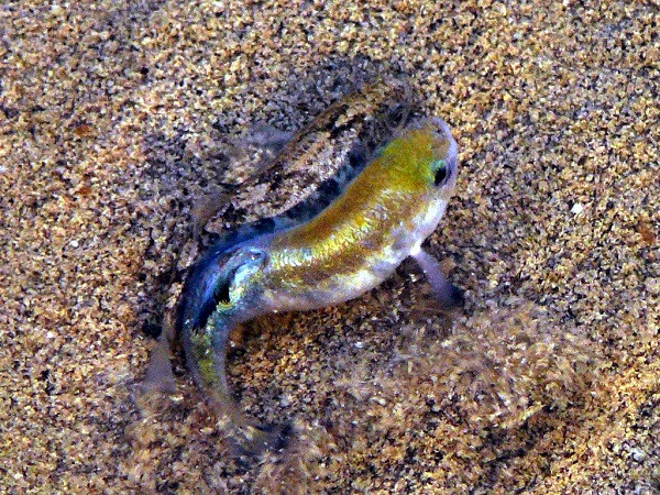 Các loại cá pupfish sống ở những con suối có nhiệt độ nước bằng 37,7 độ C, hay suối nước nóng El Pandeño lên tới 45,5 độ C chảy trên sa mạc Chihuahuan. Trong khi cá bighead pupfish sống tại các suối nước nóng ở Baños de San Diego, Mexico, nơi có nhiệt độ nước bằng 43,8 độ C.
